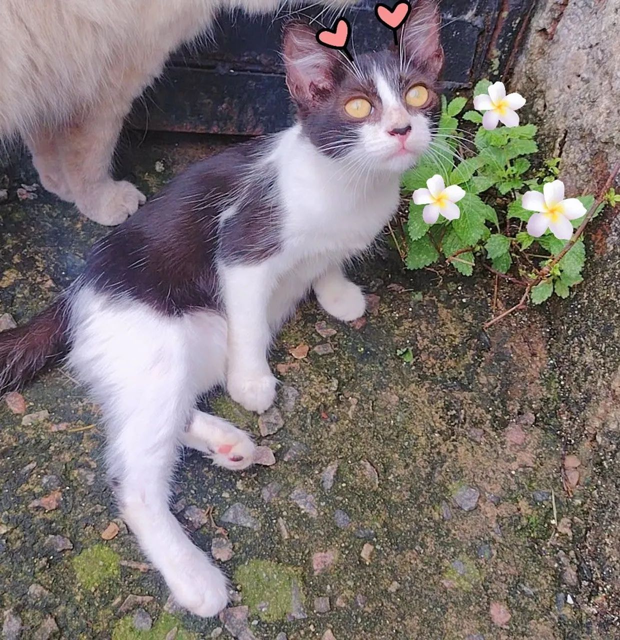 Gatinhas - Foto 3