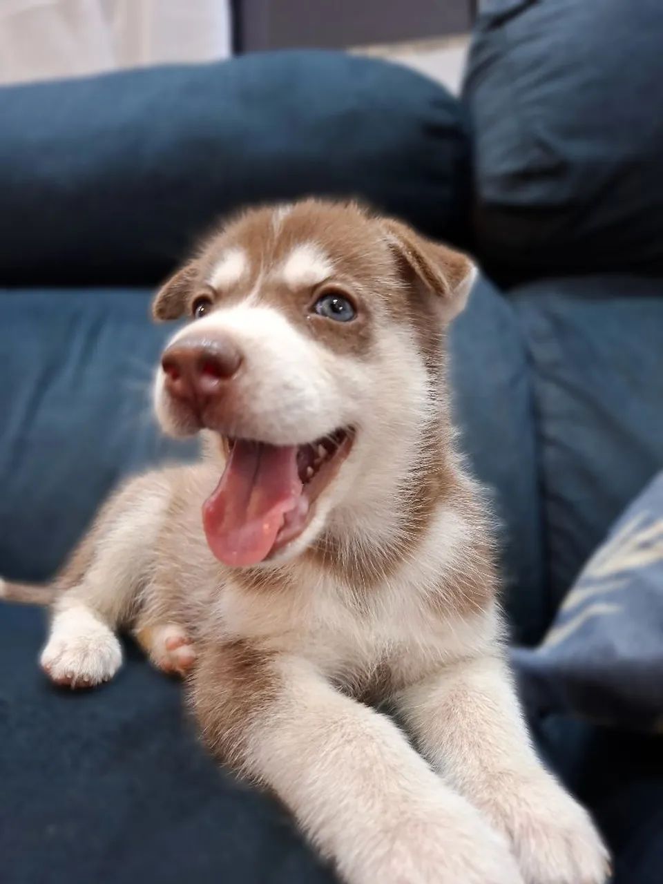 Husky  - Foto 5