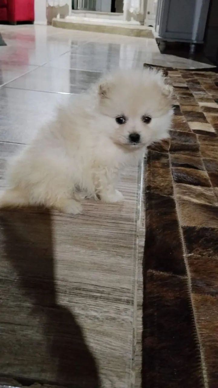 Spitz Alemão (Lulu da Pomerania) - Foto 2
