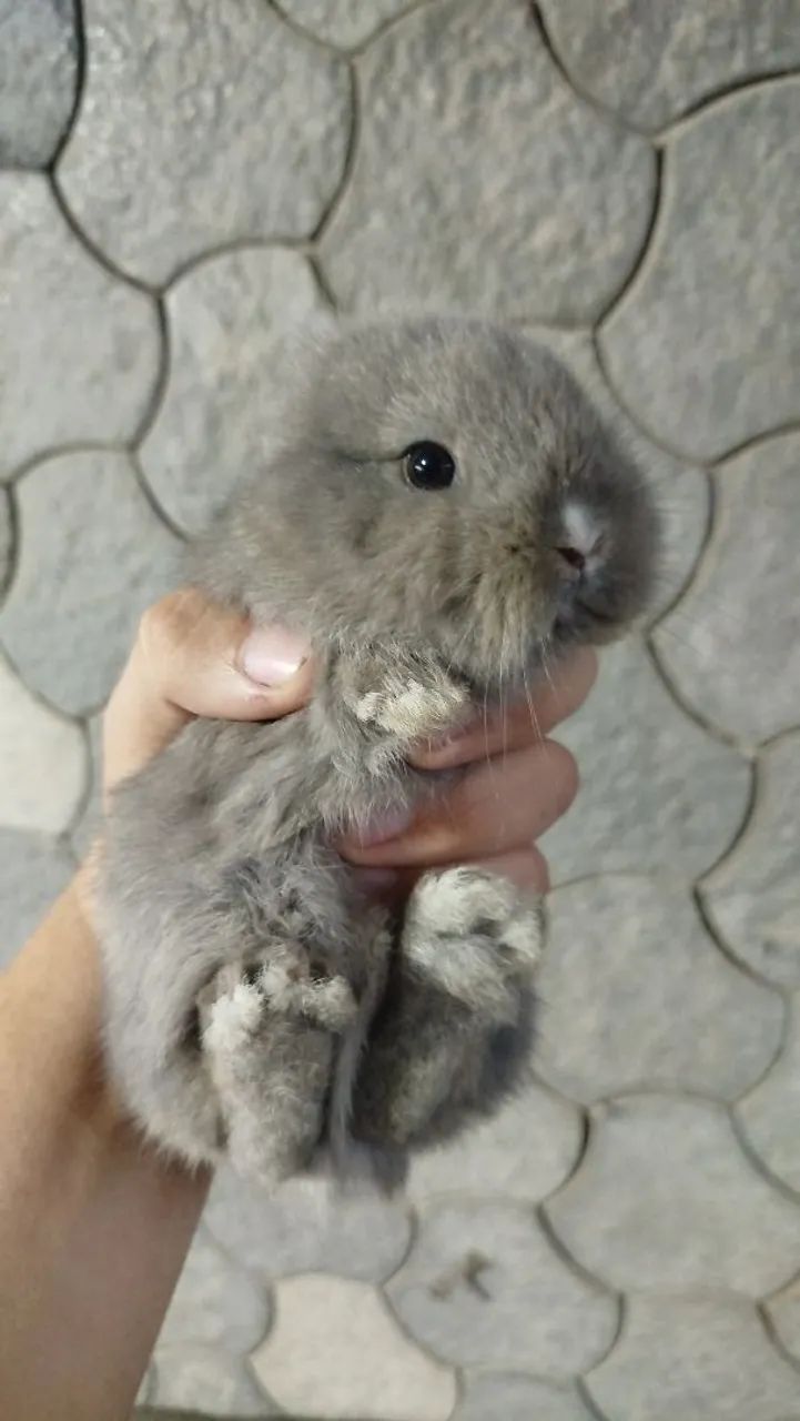 Mini coelho  - Foto 2