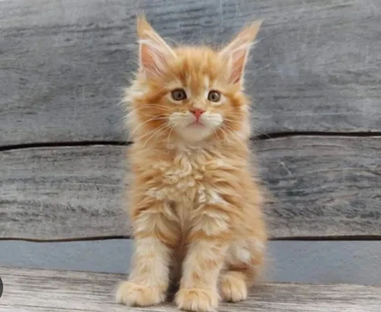 Maine coon  - Foto 2