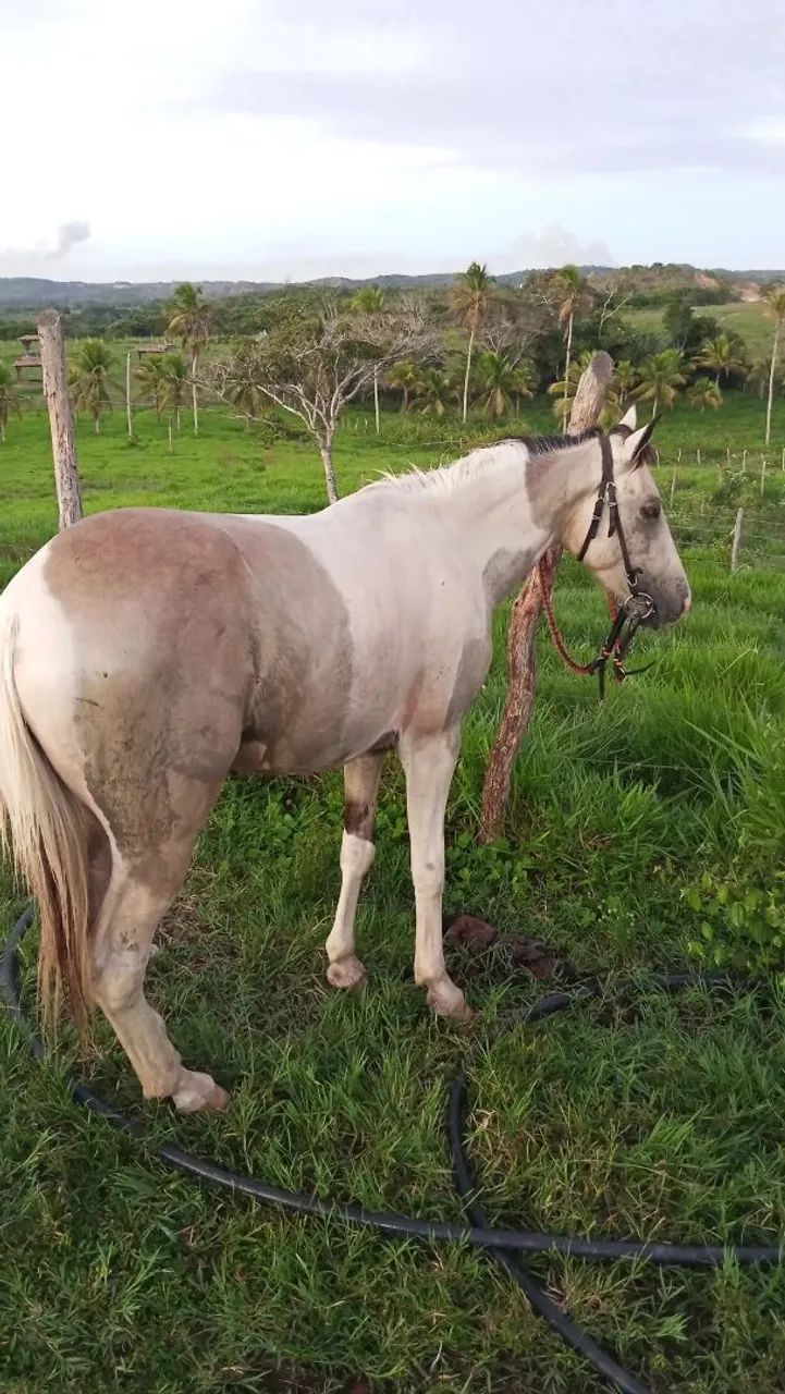 Pordo