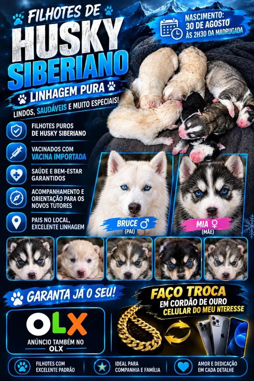 FILHOTES DE HUSKY SIBERIANO