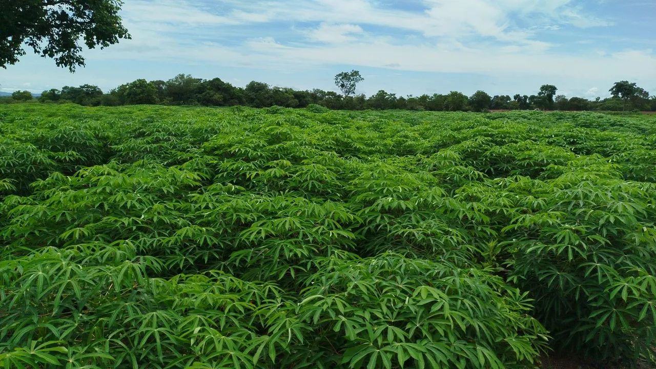 Vendo RAMA DE MANDIOCA NAJÁ E CACAU ORIGINAL! - Foto 2