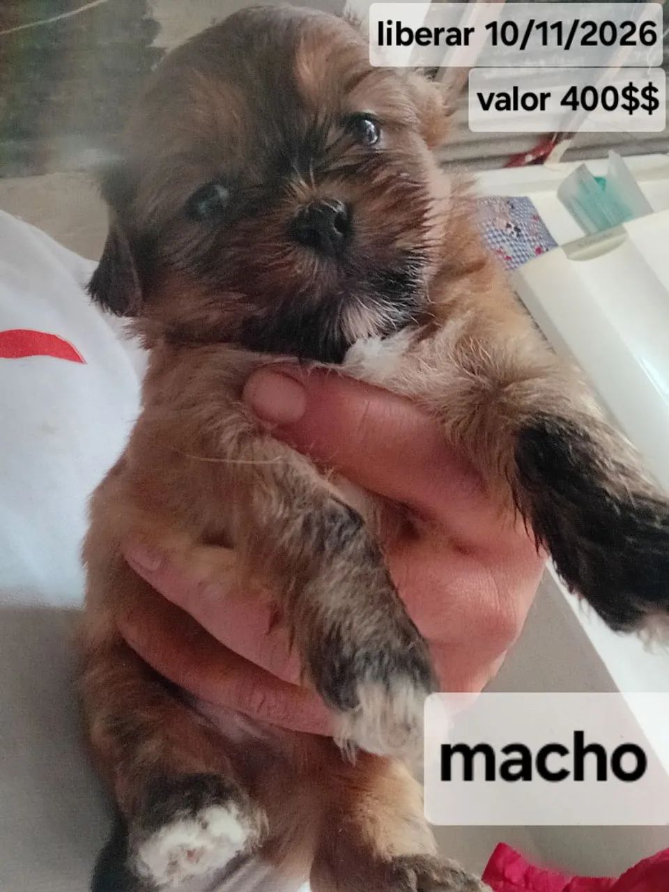 Shitus com ilhasa  - Foto 3