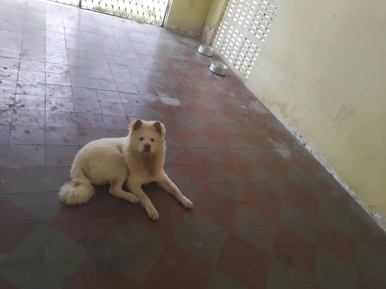 Cachorro 
