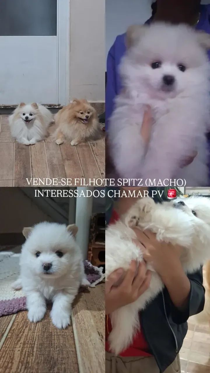 SPITZ 