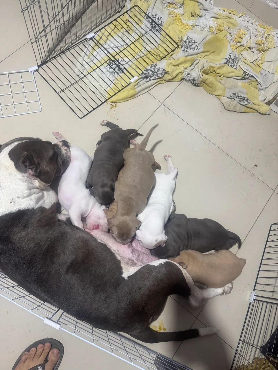 Filhotes de pit monster com pedigree  - Foto 2
