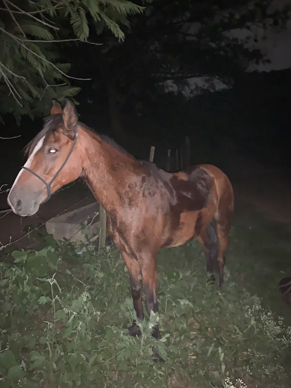 Cavalo marcha picada - Foto 2