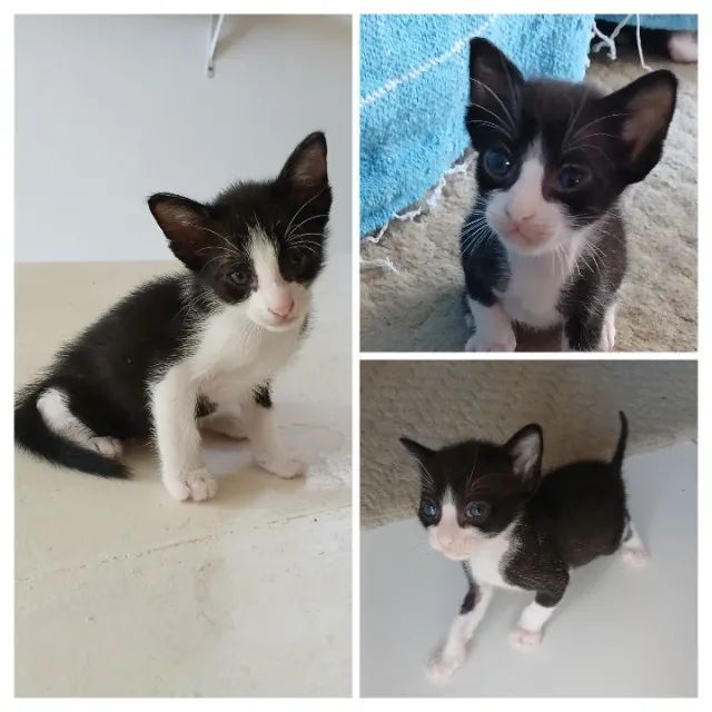 Gatinhos para doação  - Foto 2