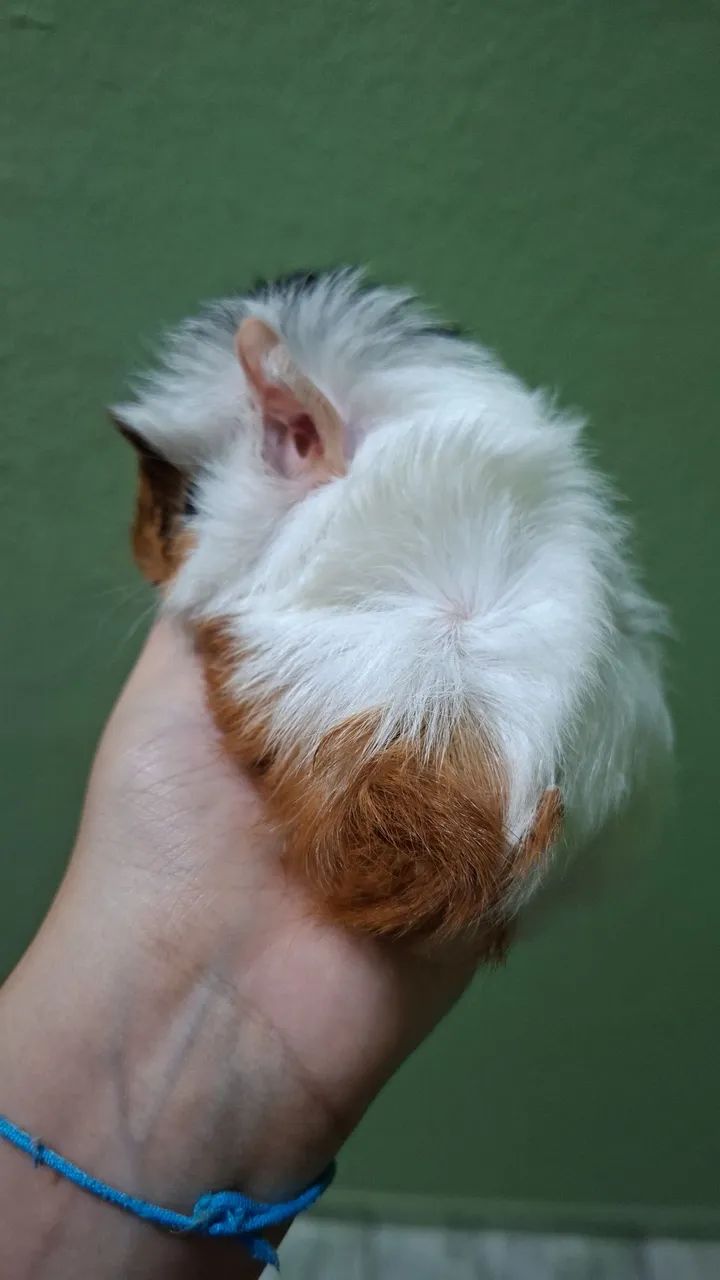 Porquinha da Índia Abissinio  - Foto 2