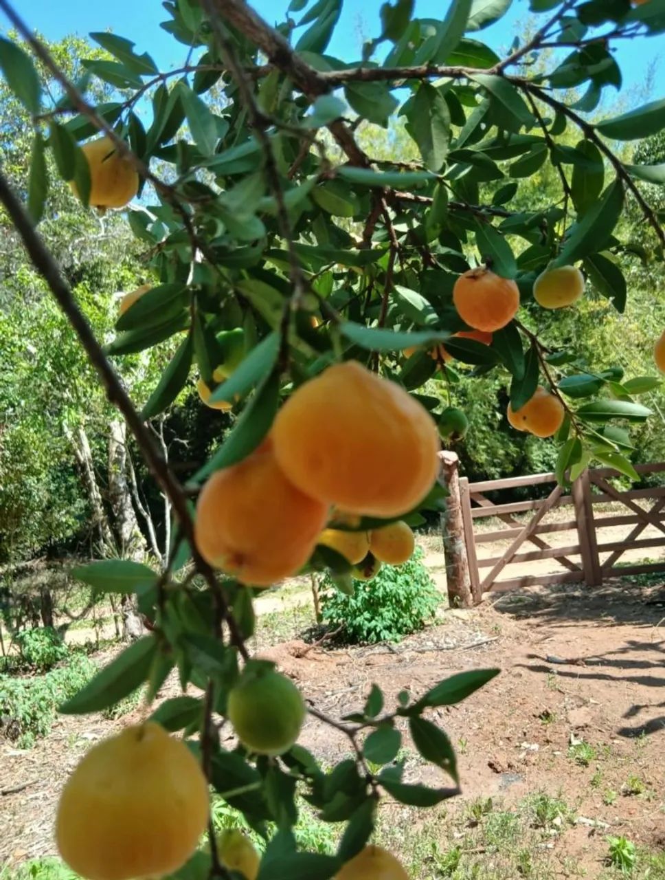 Muita água! - Foto 5