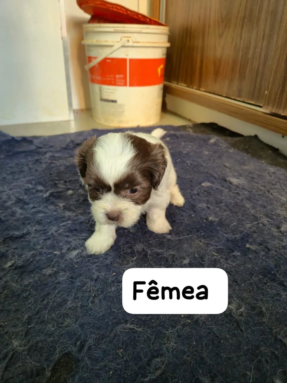 Lhasa Apso 