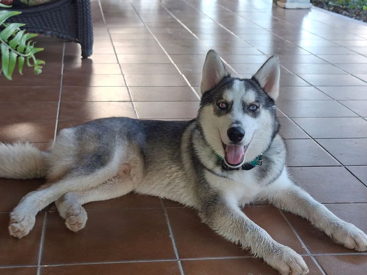 Husky Siberiano 