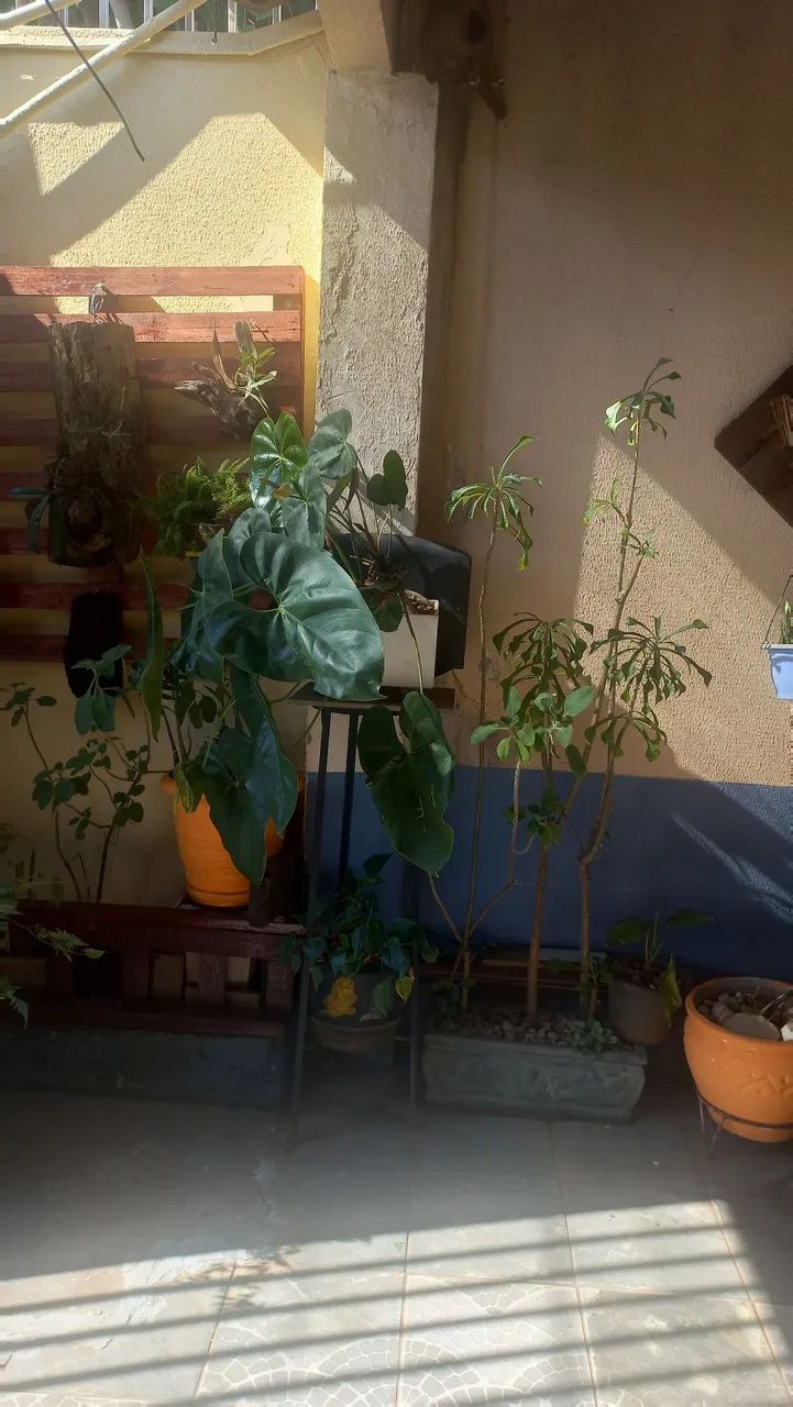 Plantas  - Foto 3