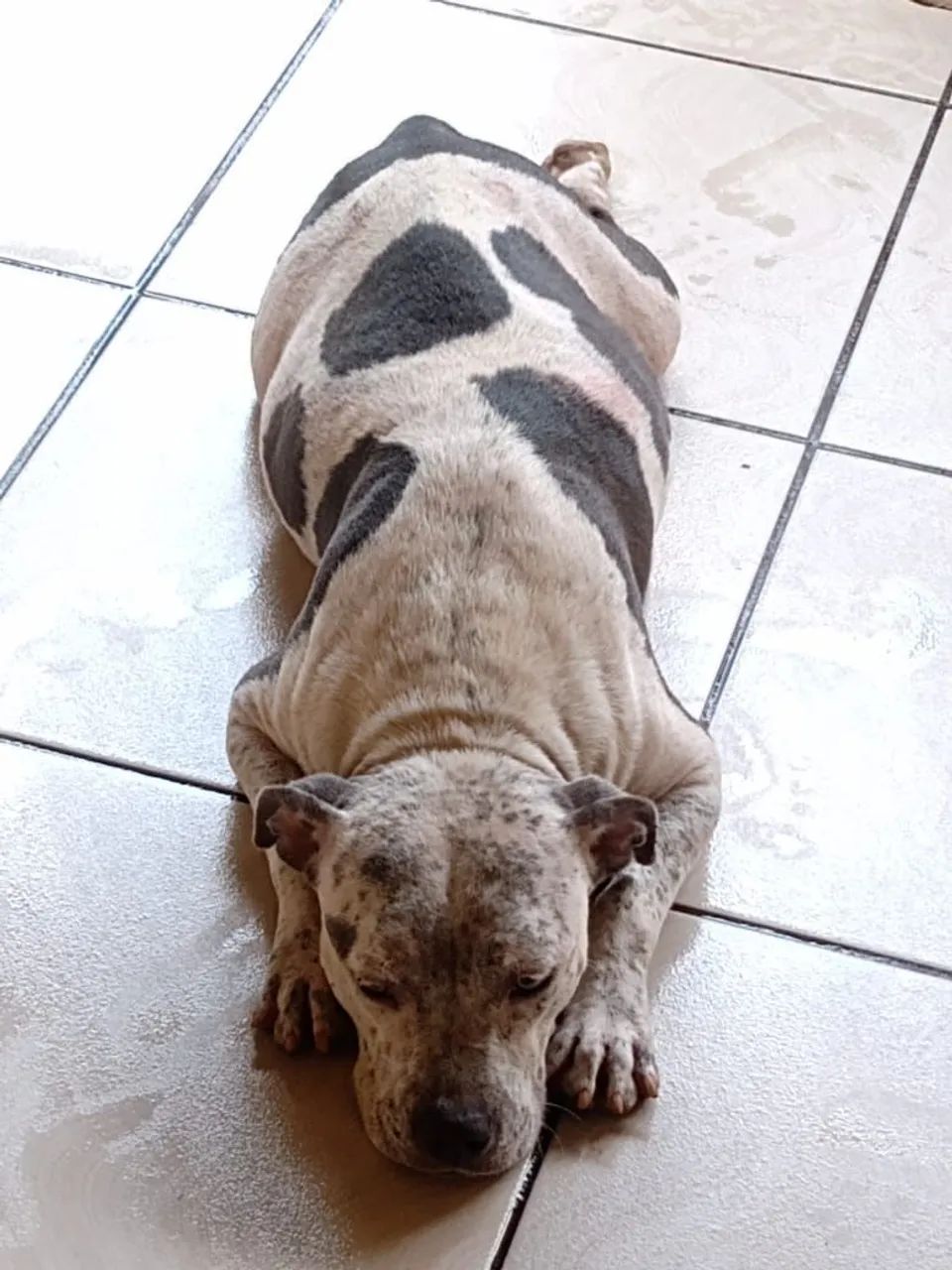 Cachorro  - Foto 5