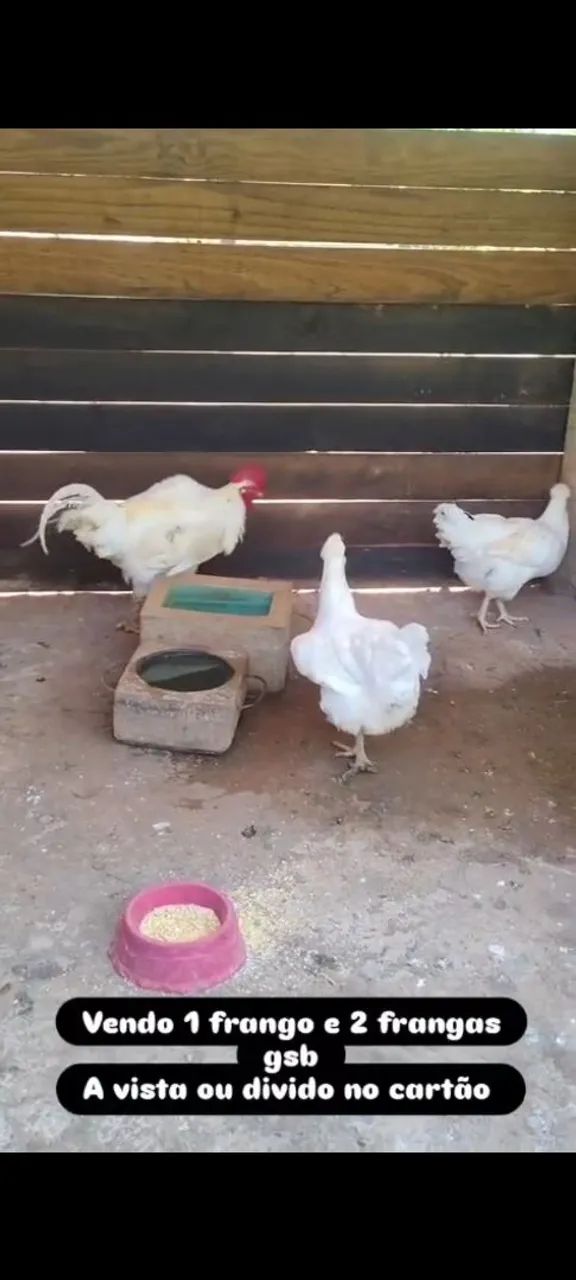 Animais de raça 