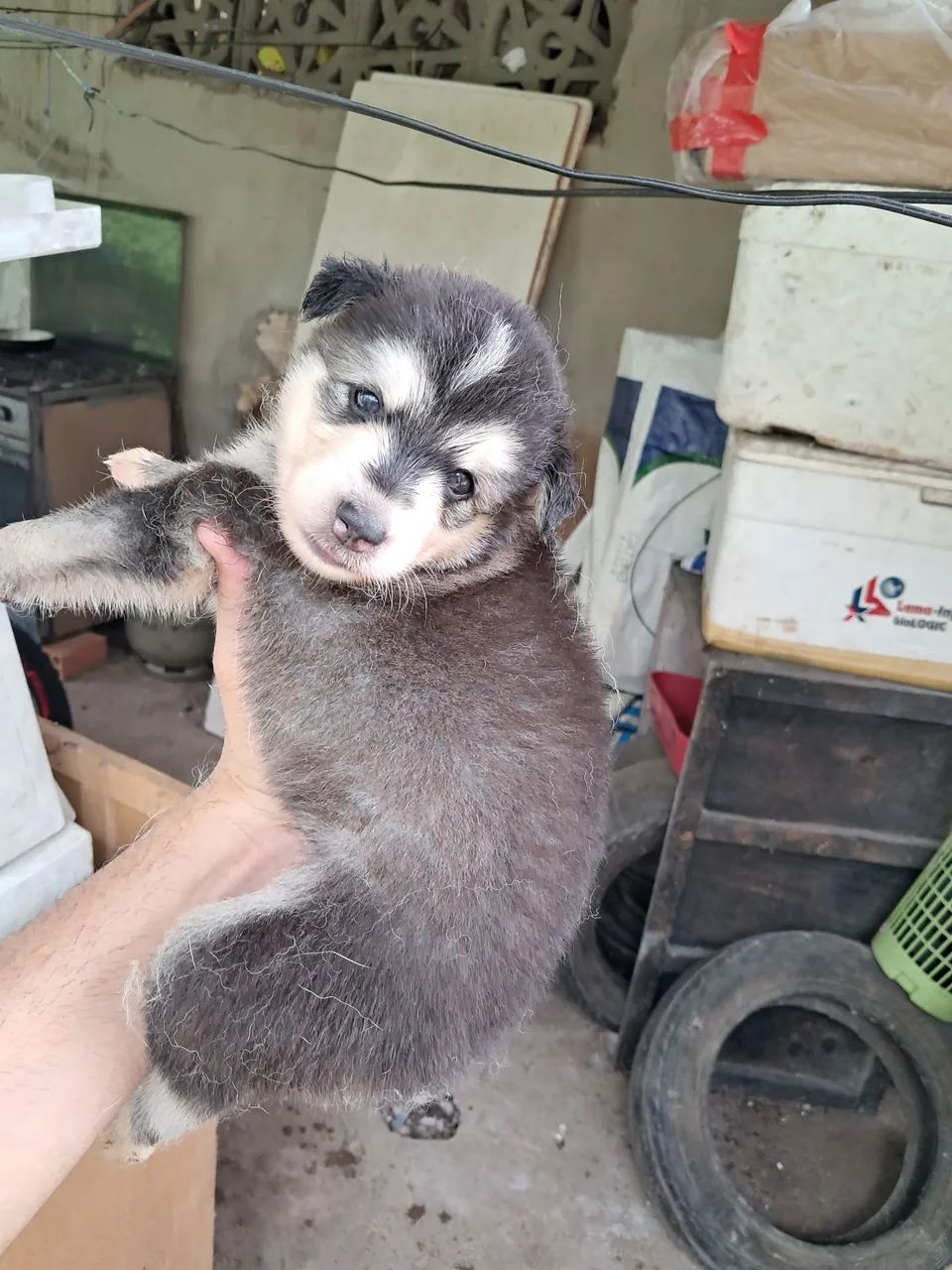 Husky siberiano  - Foto 2