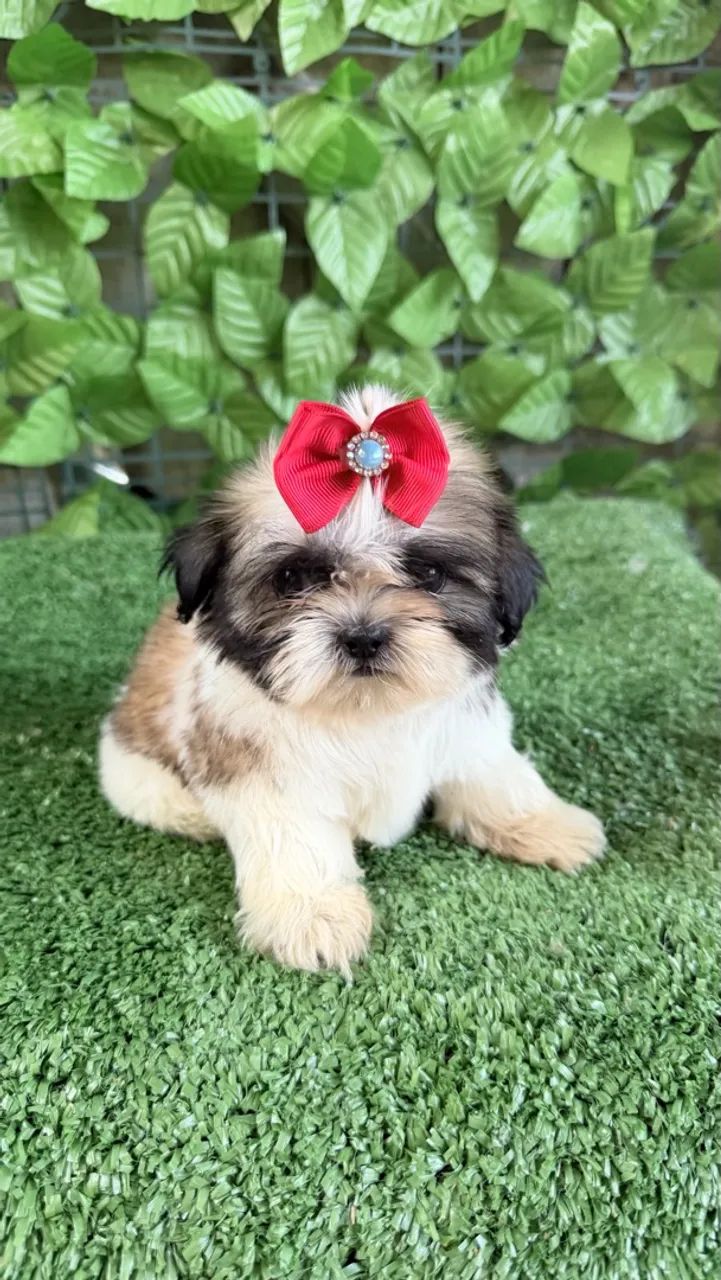 Shitzu fêmea mini