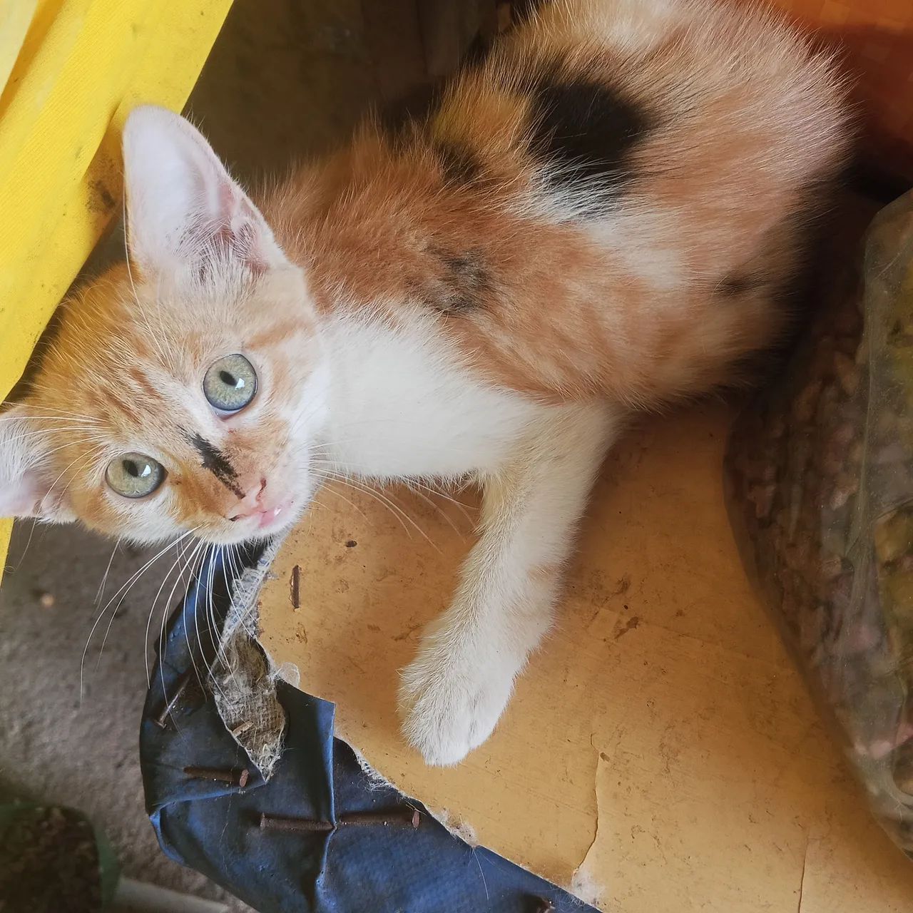 Doa se gatinhos - Foto 3