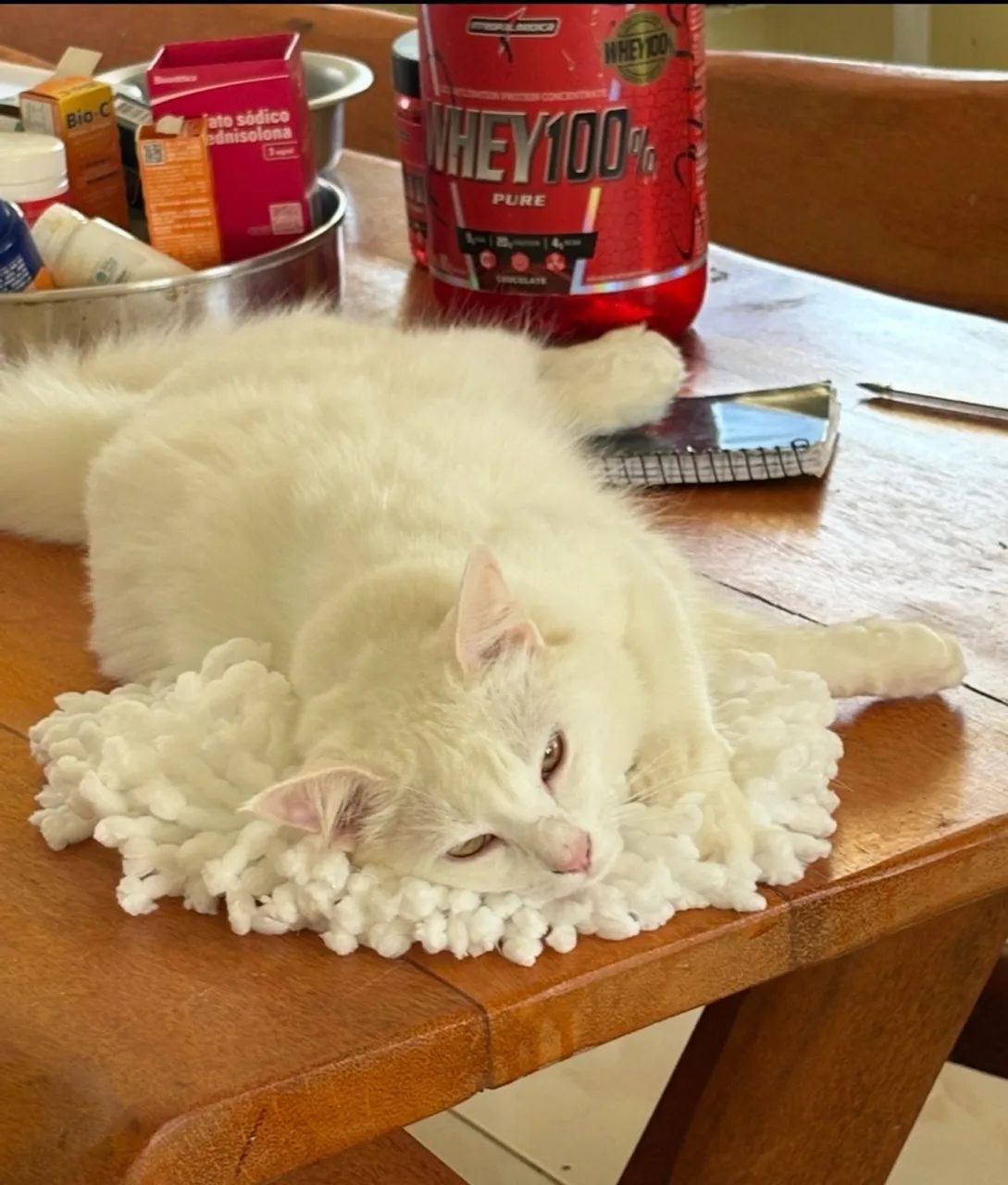 Gato  - Foto 3