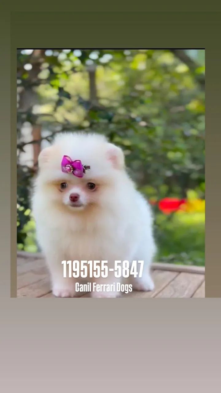 Doçura de Filhotes Spitz Alemão - Foto 2