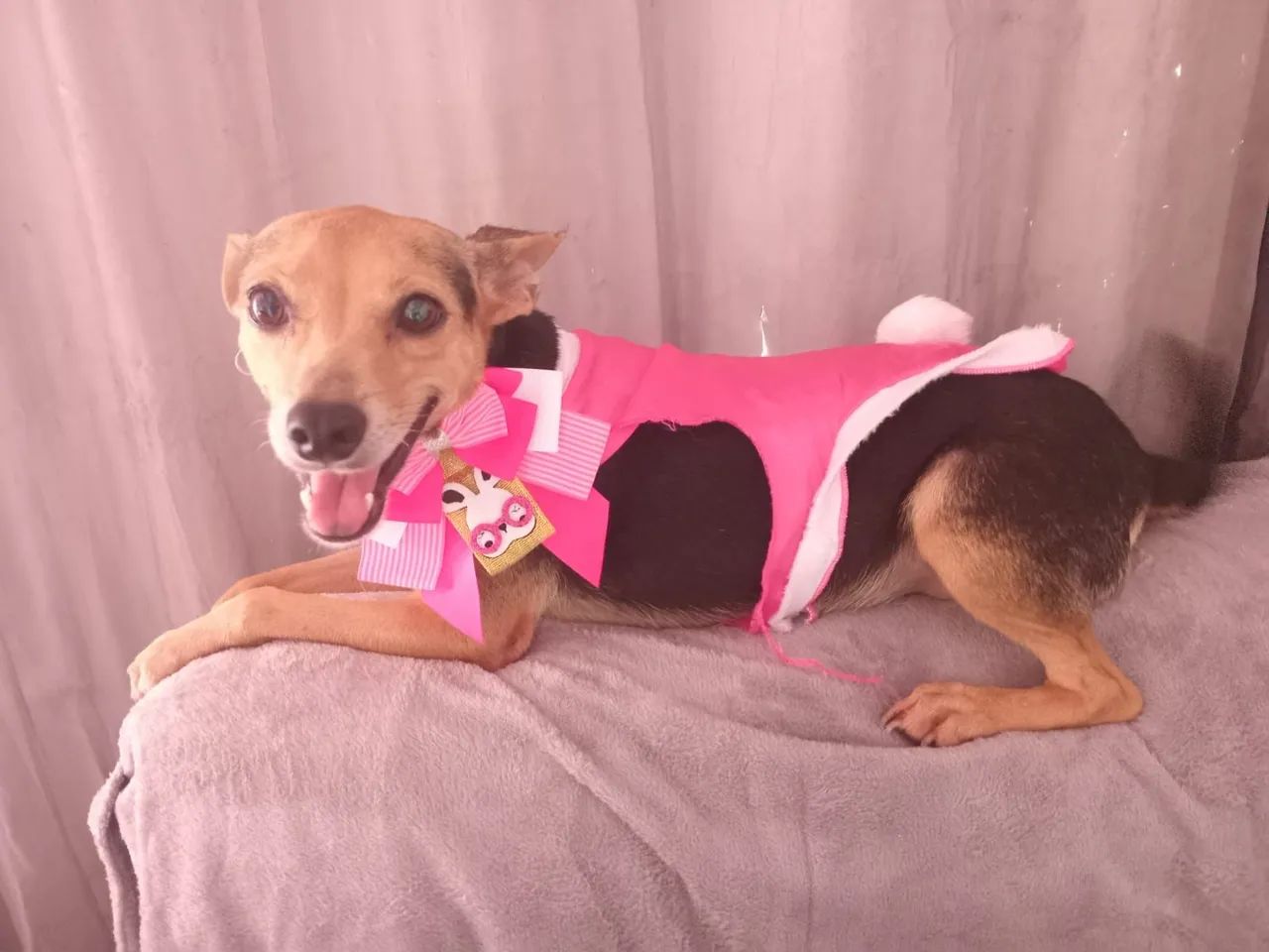 Cachorrinhos para adoção 