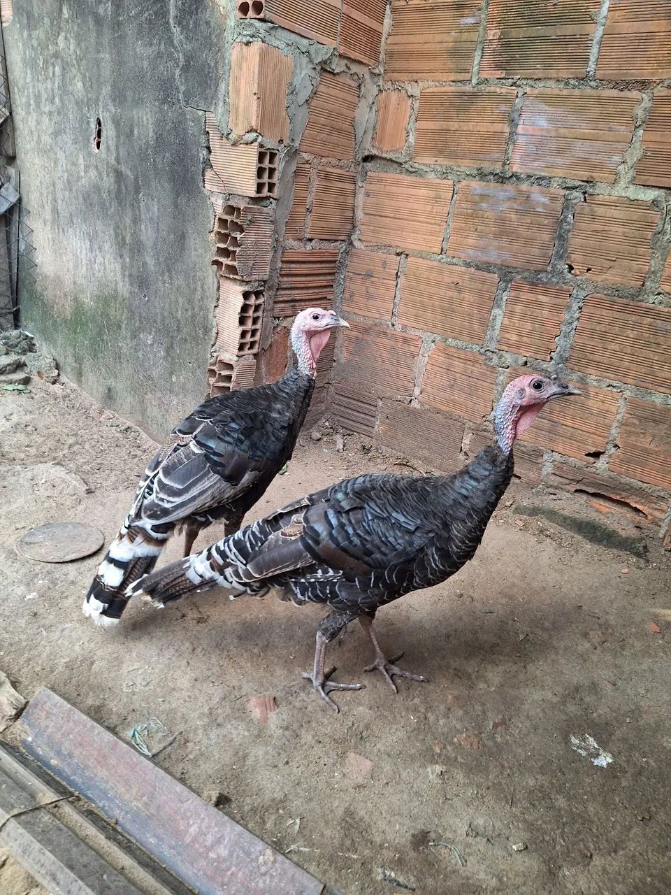 Casal de perus - Foto 2