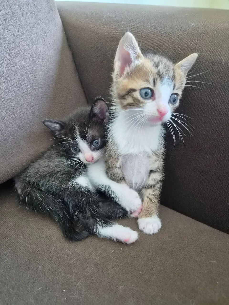 Gatinho macho para doar - Foto 2