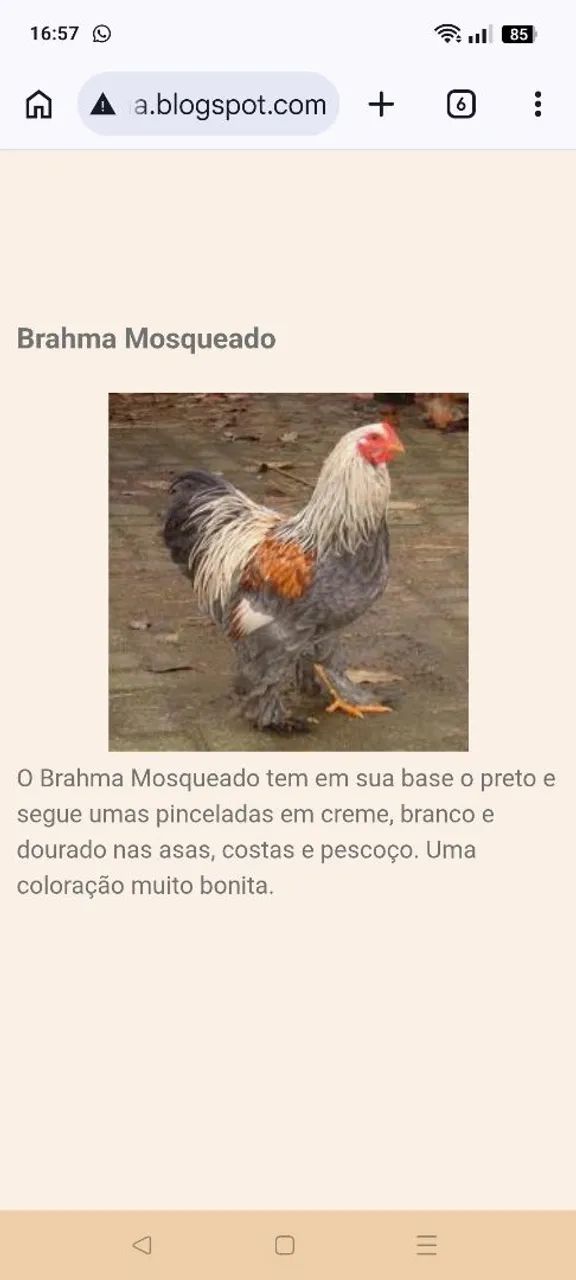 Galos Brahma  - Foto 5