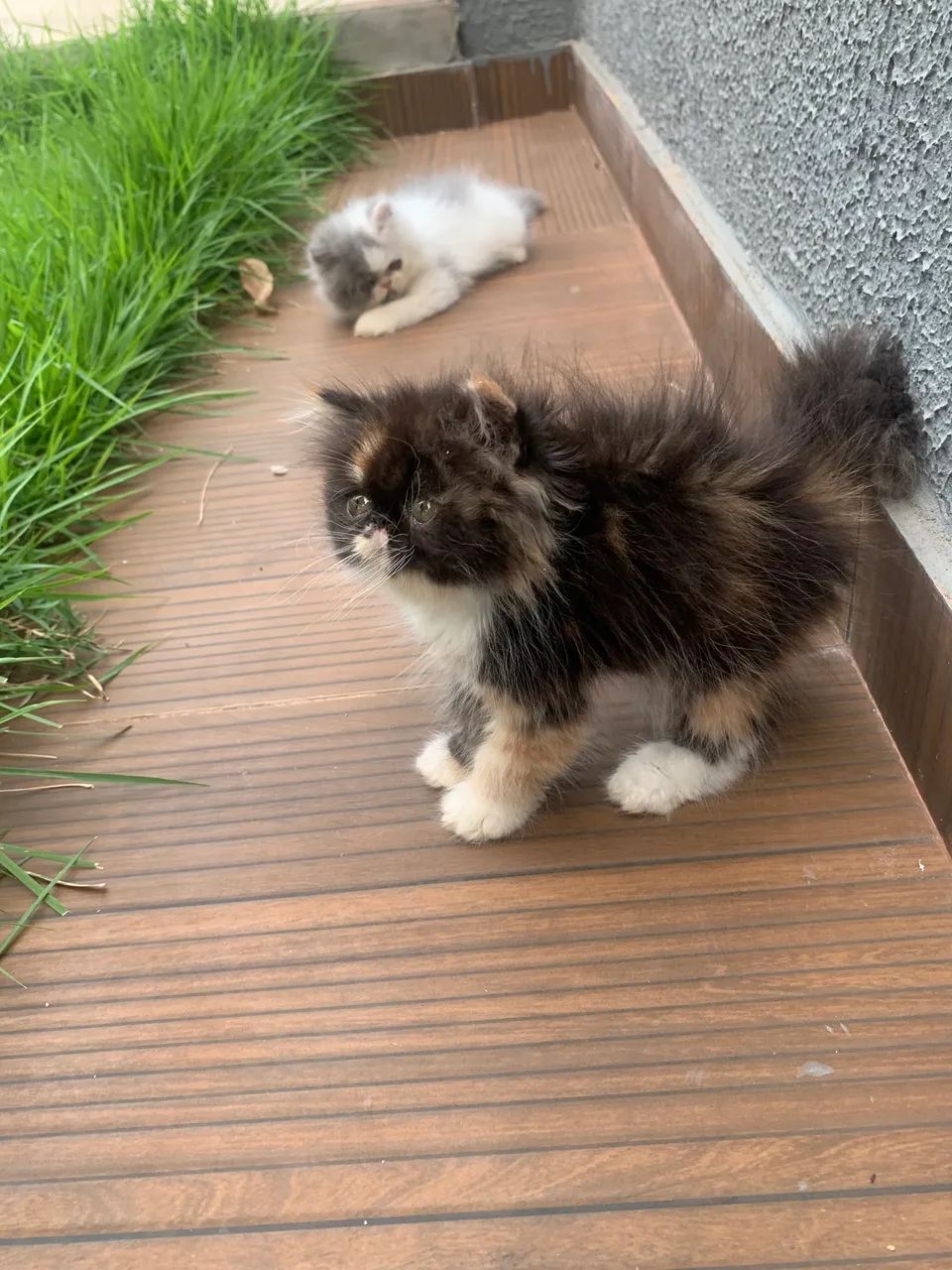 Gatos persas disponível para venda  - Foto 4