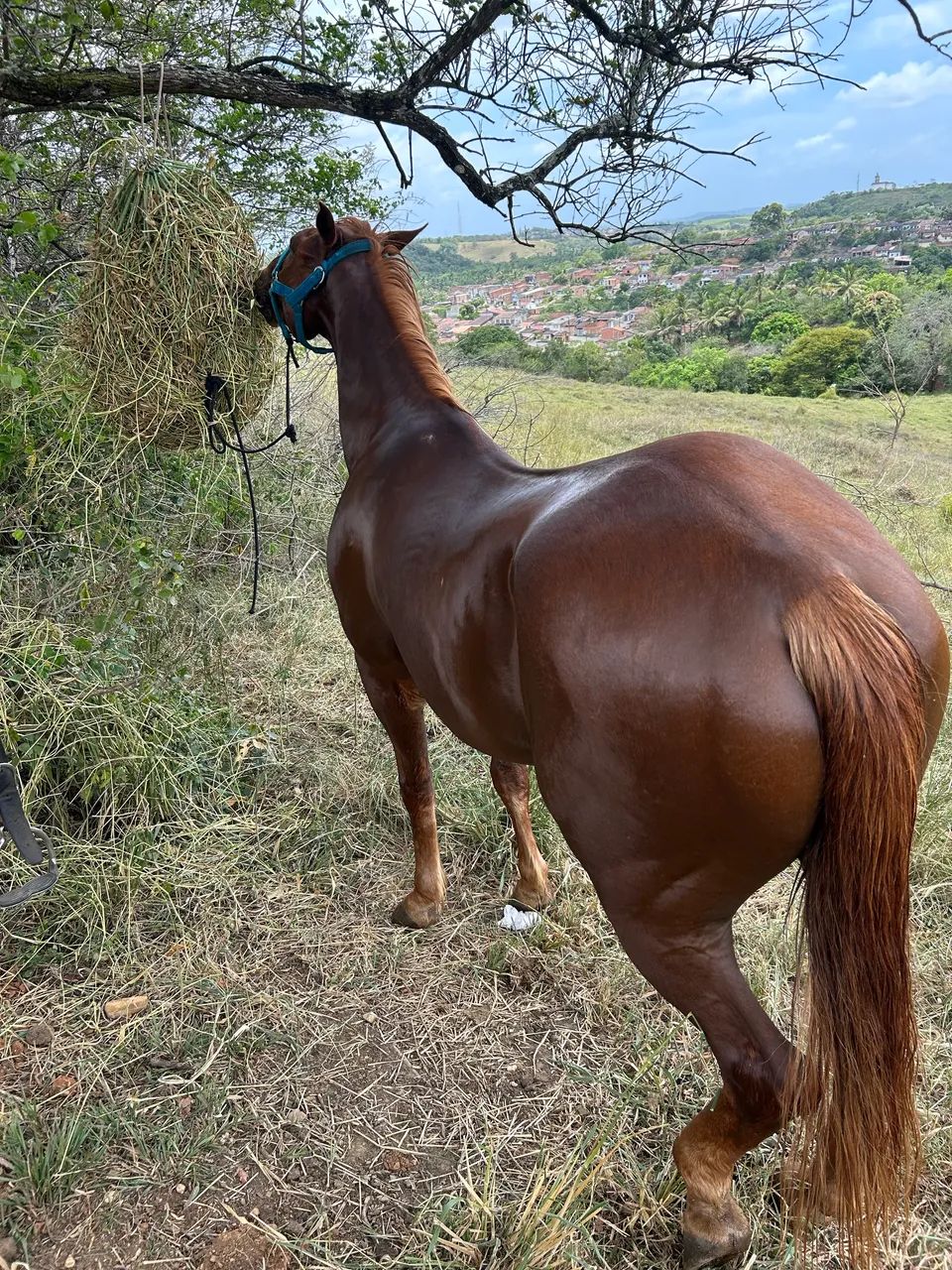 Cavalo de vaquejada (vendo ou troco em algo do meu interesse) - Foto 2