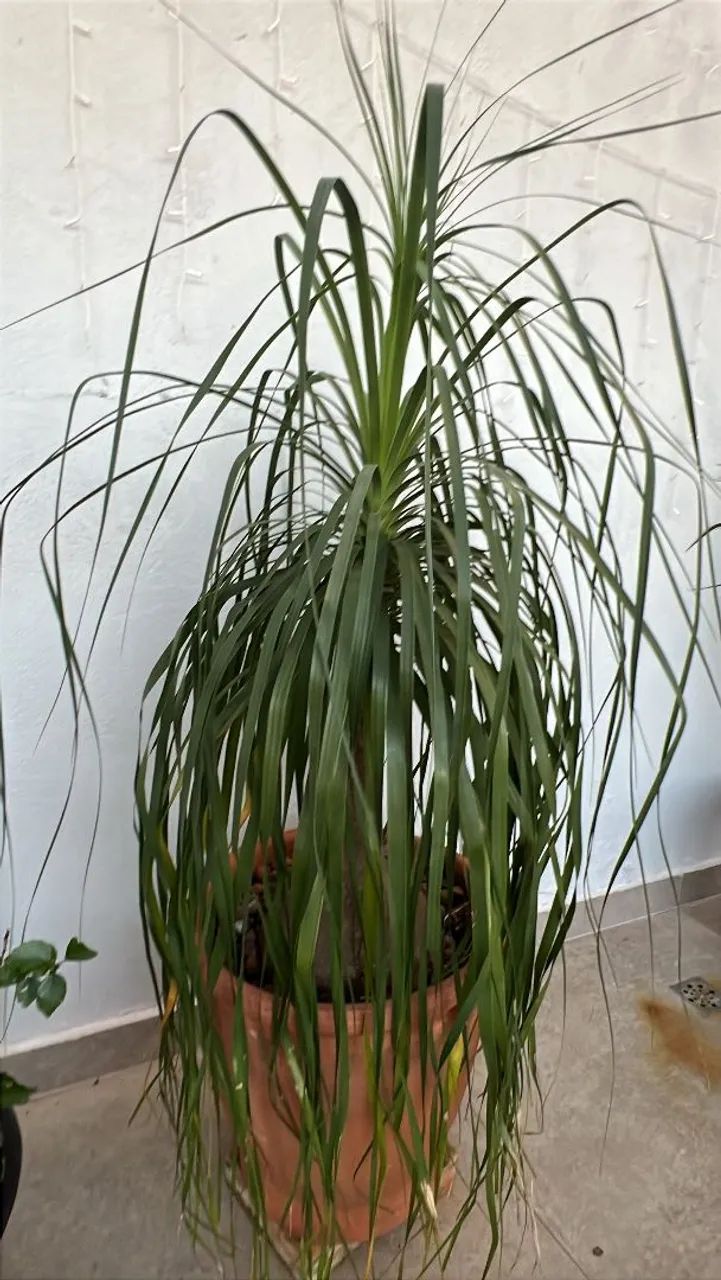 Plantas - Foto 2