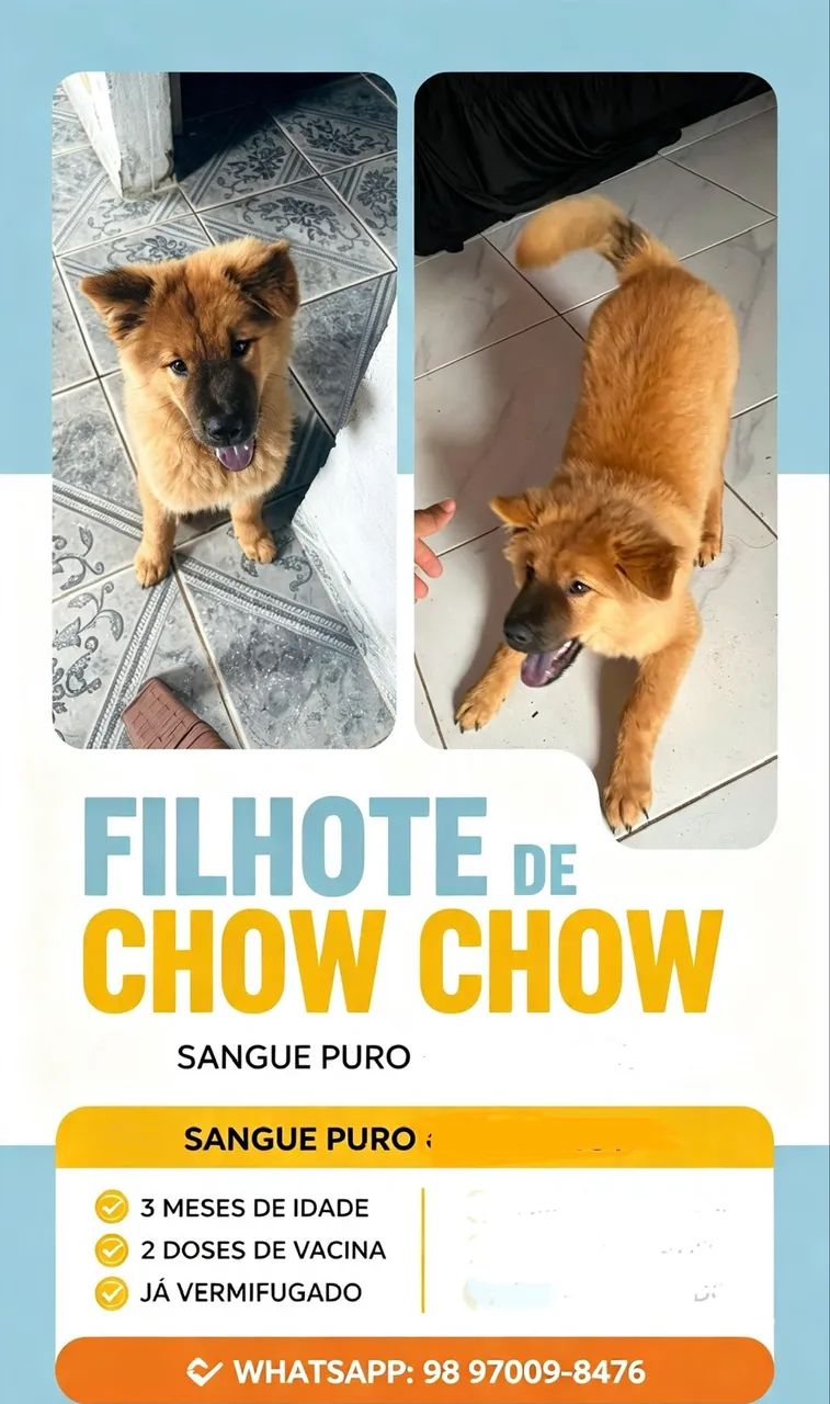 Chow chow - Foto 2
