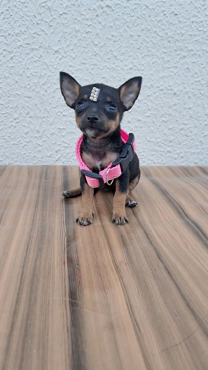Pinscher n° 0 com 1 - Foto 2