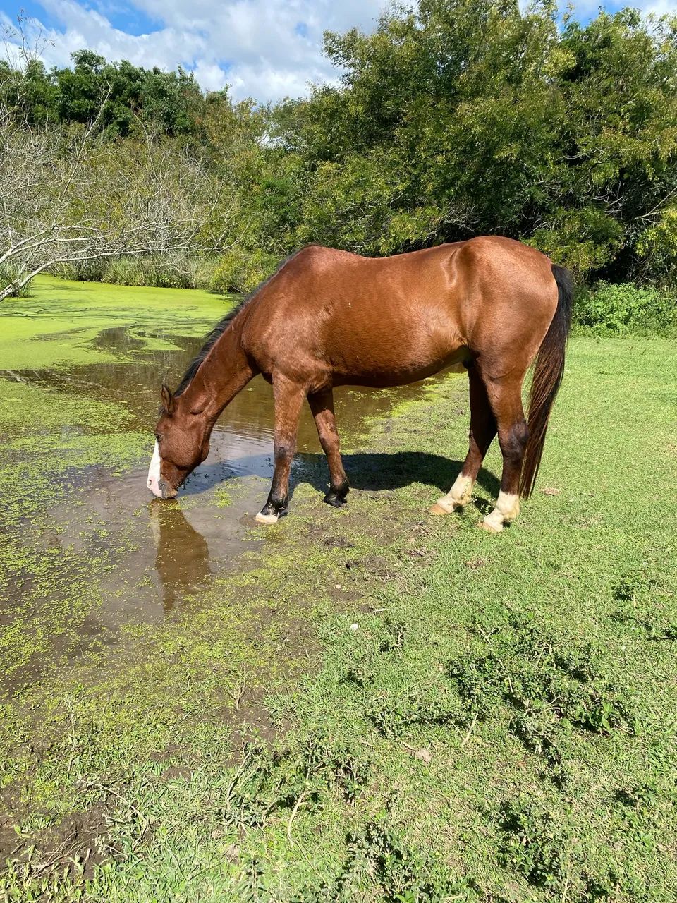 Cavalo castrado  - Foto 2