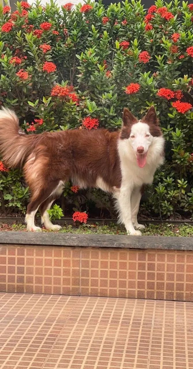 VENDO BORDER COLLIE  - Foto 3