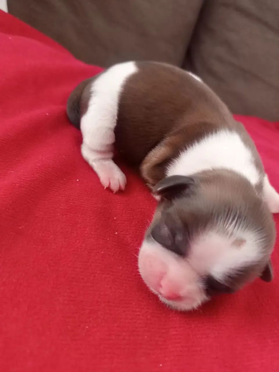 Shitzu filhotes para reservar, Nascidos 20/01/2026 - Foto 4