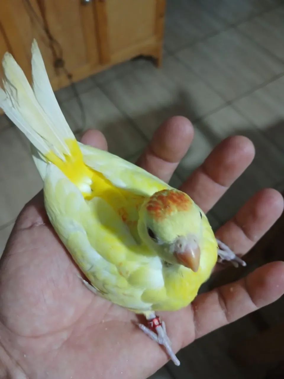 Disponivel