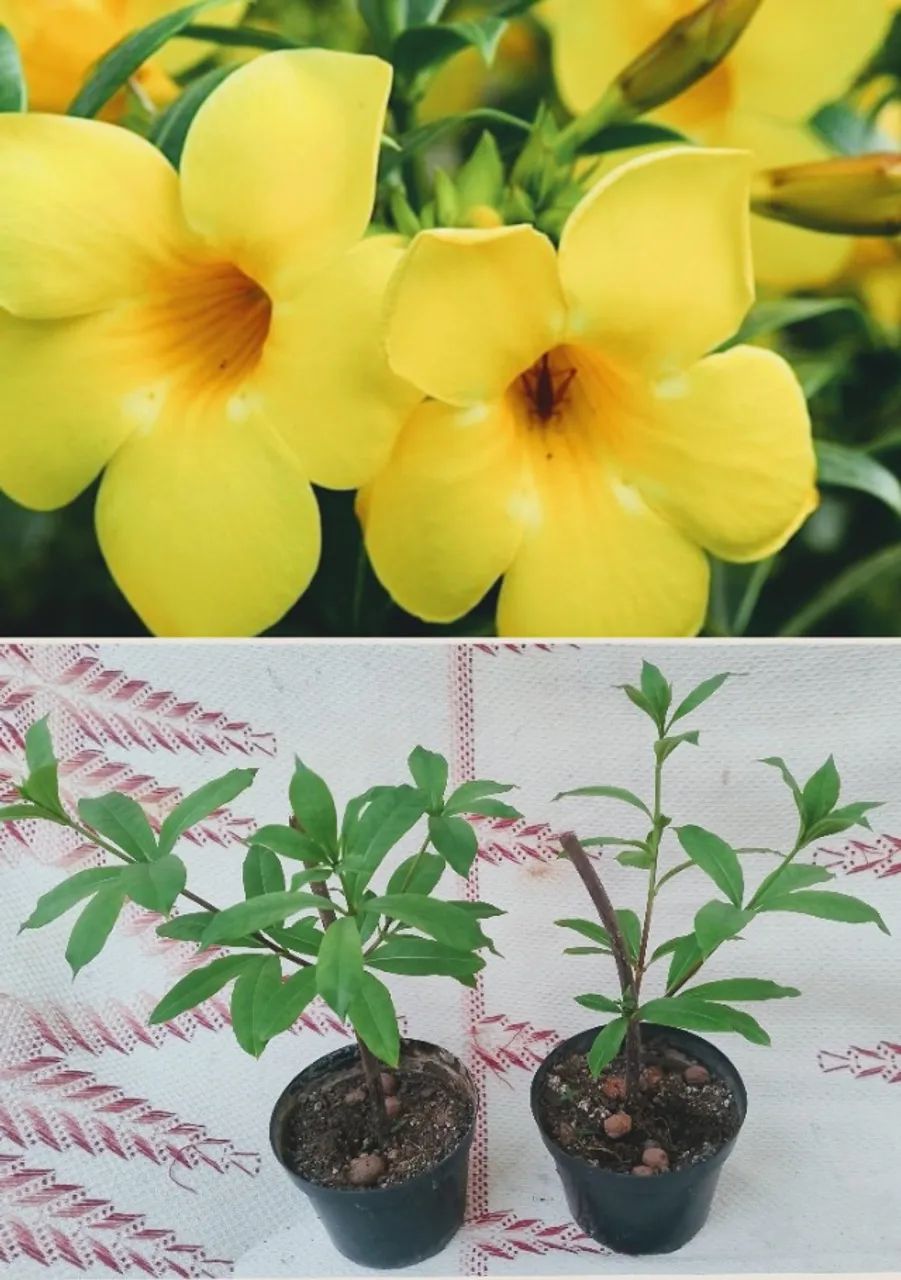 Mudas de Alamanda amarela 