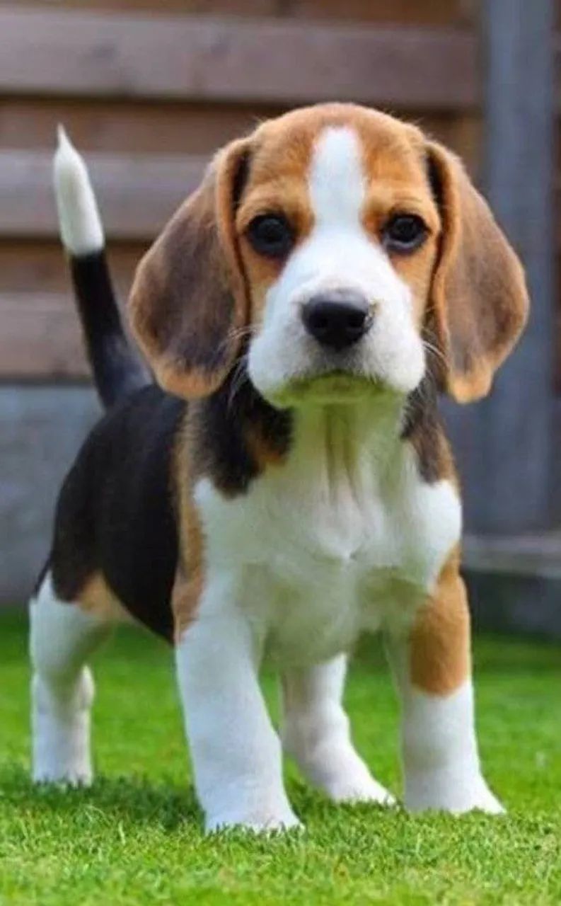 Beagle  - Foto 4