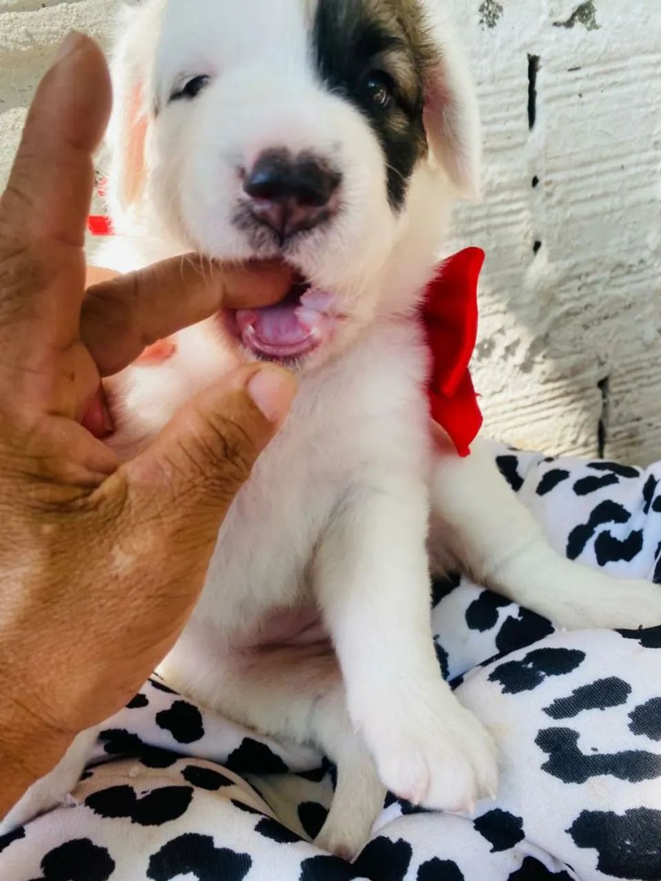 Border Collie  - Foto 5