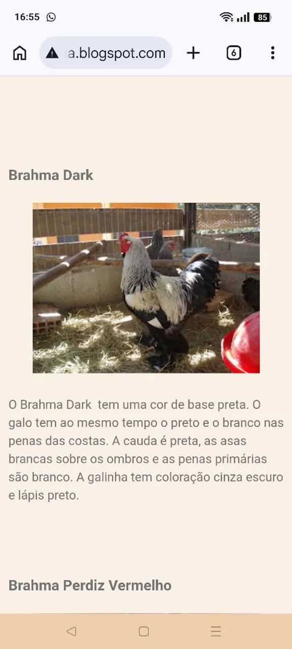 Galos Brahma  - Foto 4