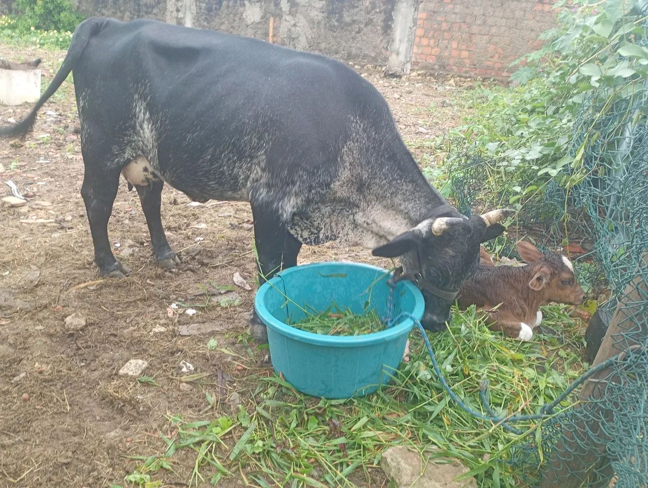 Vaca parida vendo  - Foto 4