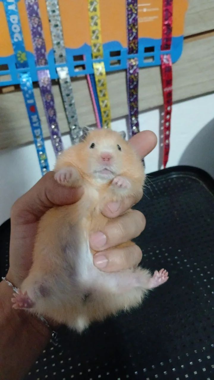Hamster sirios  - Foto 2