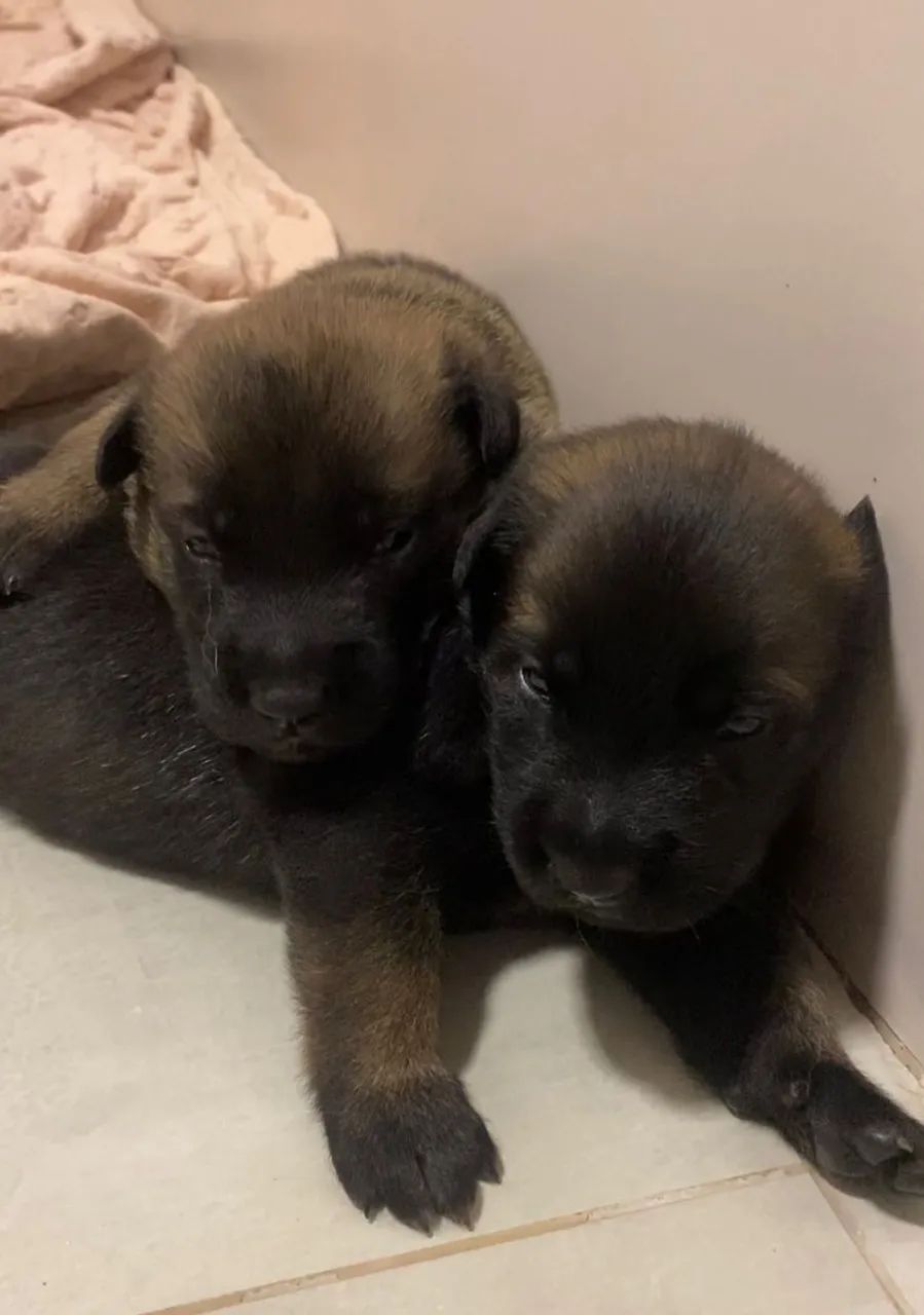 Filhotes de Pastor Belga Malinois à venda - Disponíveis para lares responsáveis