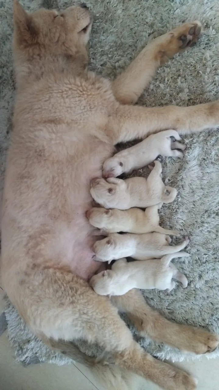 ? CHOW CHOW DISPONÍVEIS! ? - Foto 2