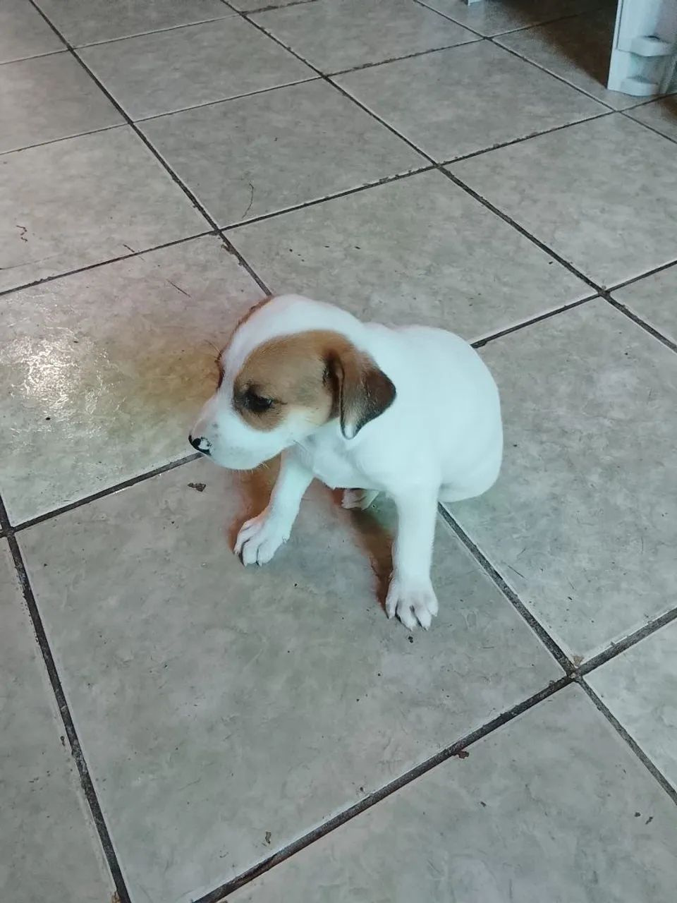 Cachorro Pastor Alemão Mestiço  - Foto 2