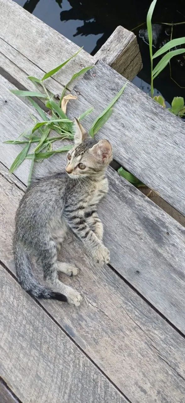 Gato - Foto 3