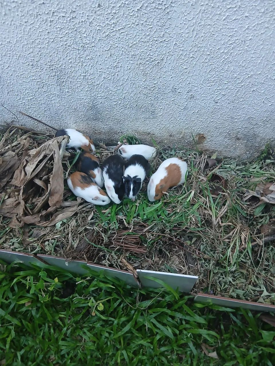 Bichos venda  - Foto 2